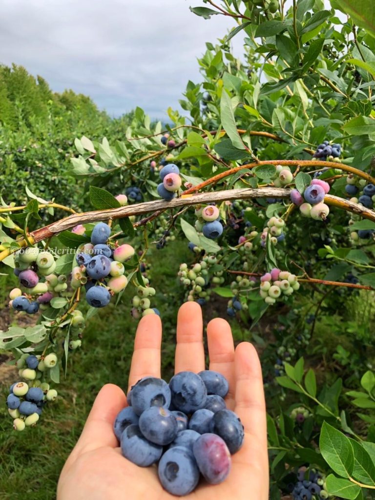 Formosa Nursery Organic blueberry u-pick