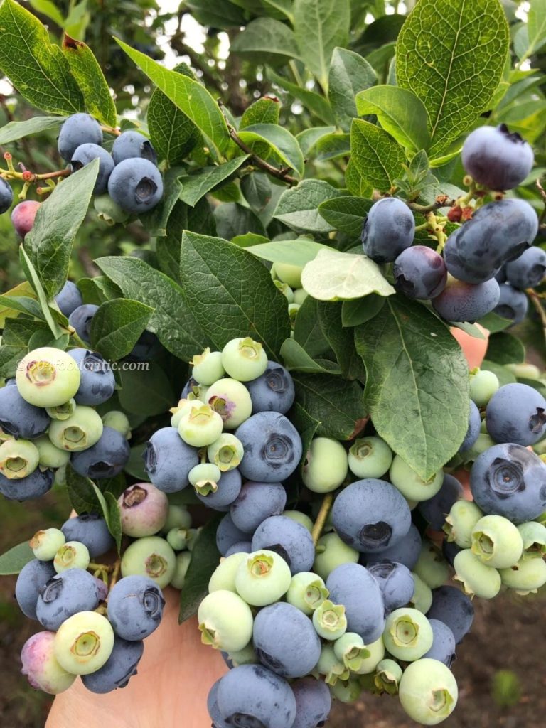 Formosa Nursery Organic blueberry u-pick