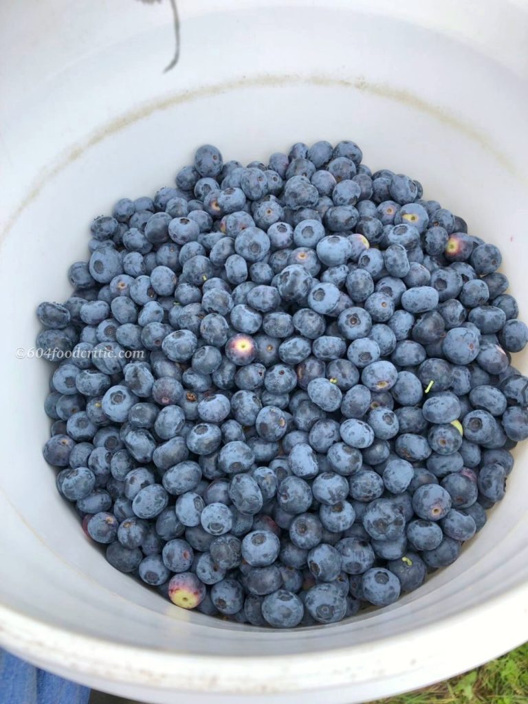 Formosa Nursery Organic blueberry u-pick